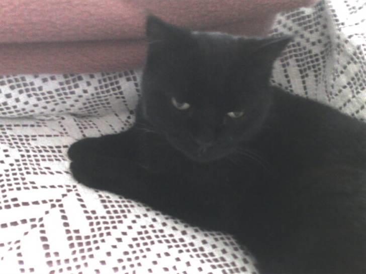 Huskat Sorte. billede 1