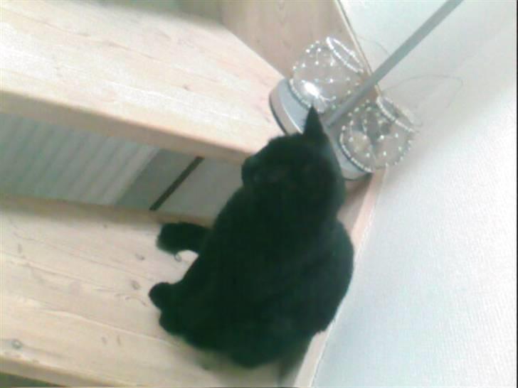 Huskat Sorte. billede 2