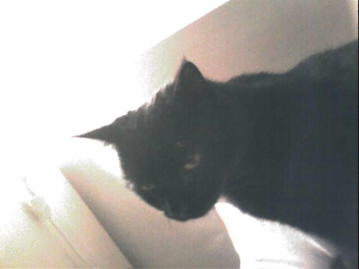 Huskat Sorte. billede 3