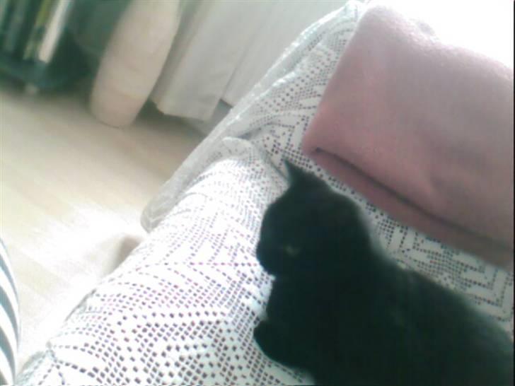 Huskat Sorte. billede 4