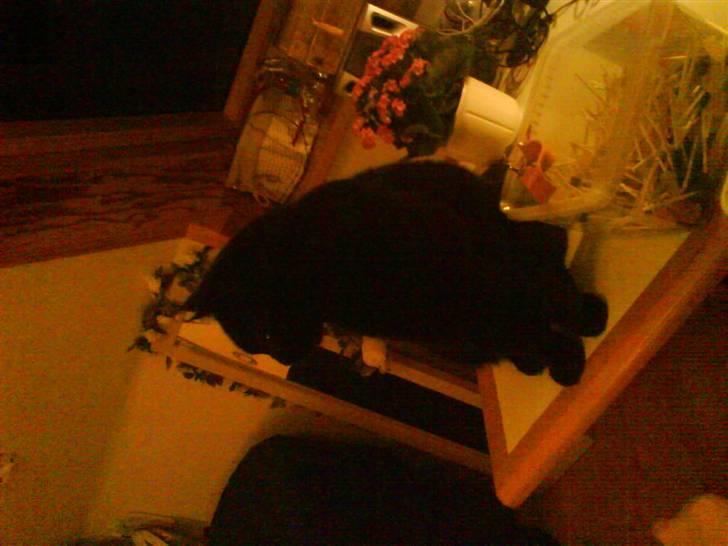 Huskat Sorte. billede 5