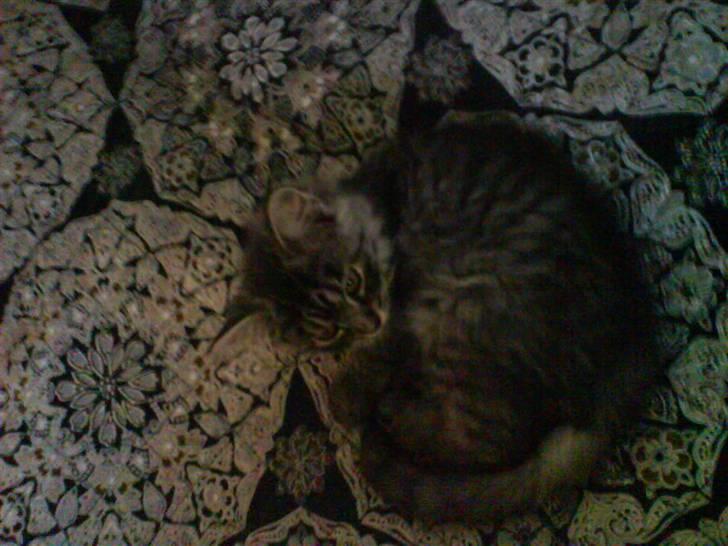 Blanding af racer Prinsesse. billede 1