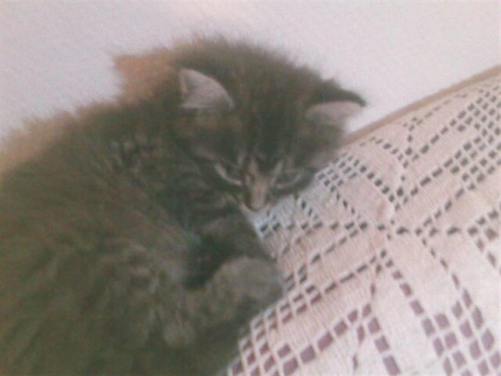 Blanding af racer Prinsesse. billede 2