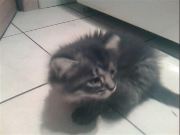 Blanding af racer Prinsesse. billede 3