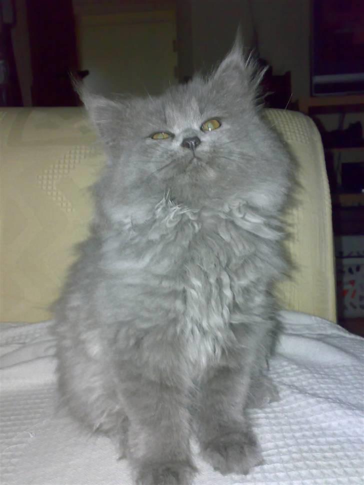 Blanding af racer trunte R.I.P. billede 1