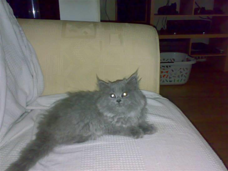 Blanding af racer trunte R.I.P. billede 2