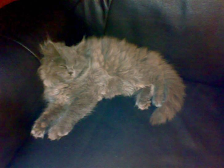 Blanding af racer trunte R.I.P. billede 3