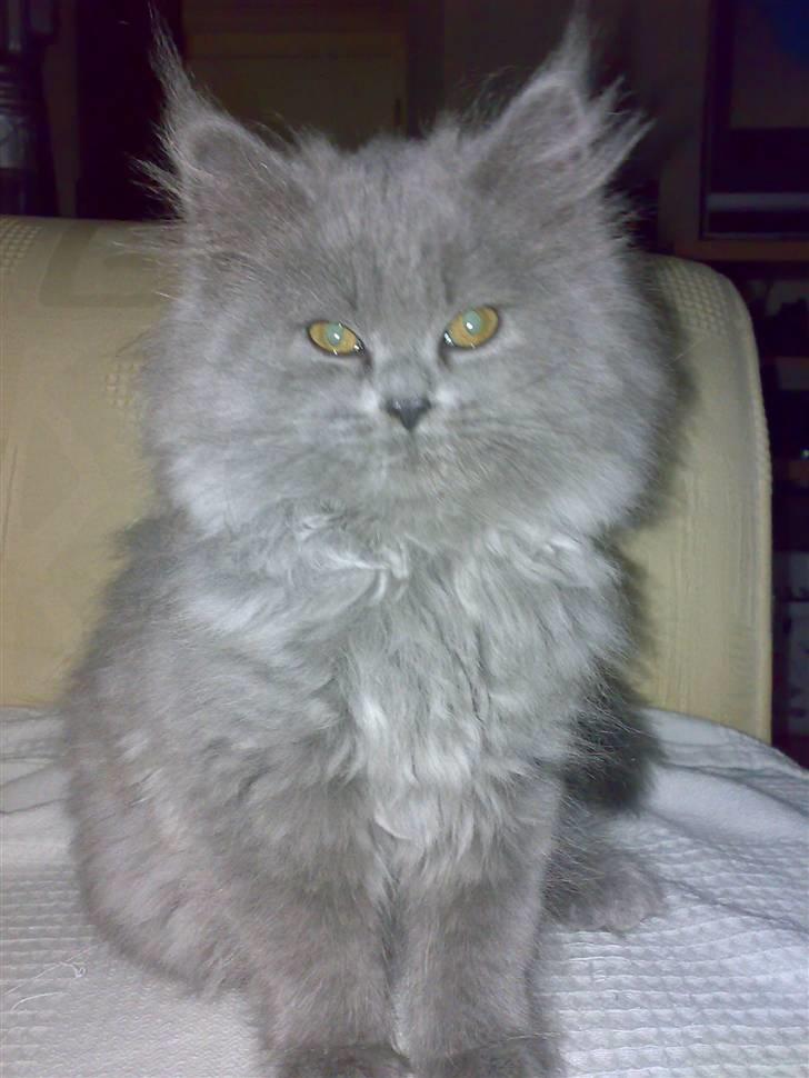 Blanding af racer trunte R.I.P. billede 4