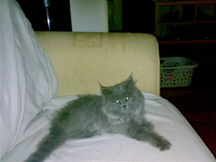 Blanding af racer trunte R.I.P. billede 5