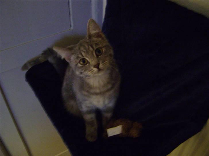 Huskat Trunte billede 1