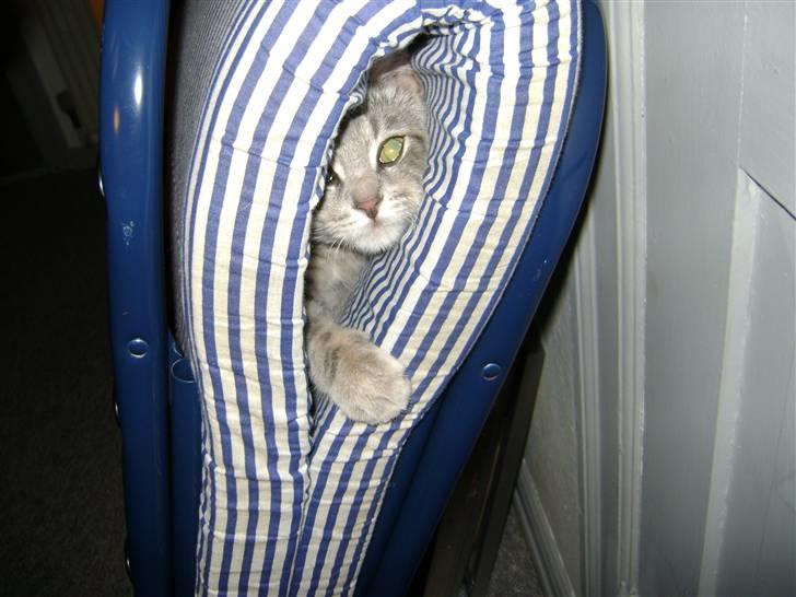 Huskat Trunte billede 2