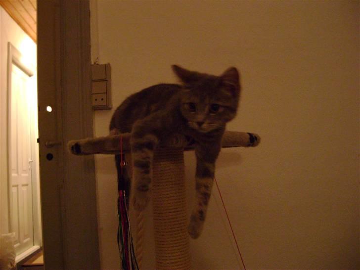 Huskat Trunte billede 3