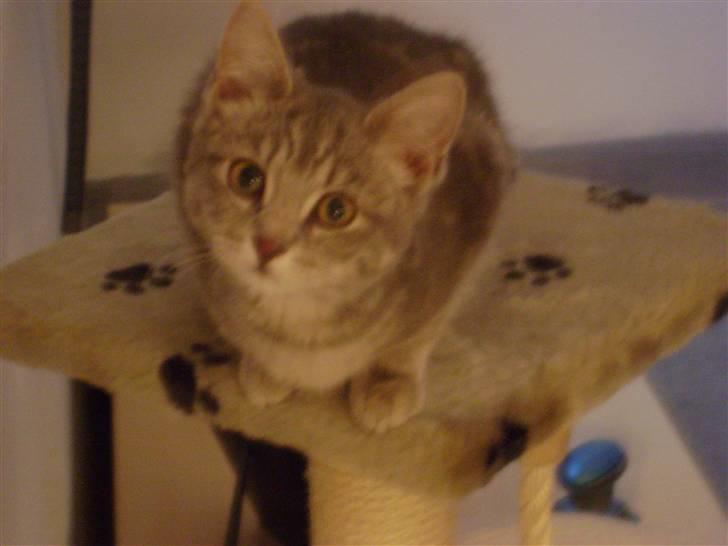 Huskat Trunte billede 4