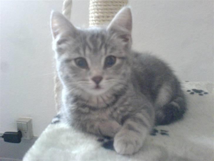 Huskat Trunte billede 5