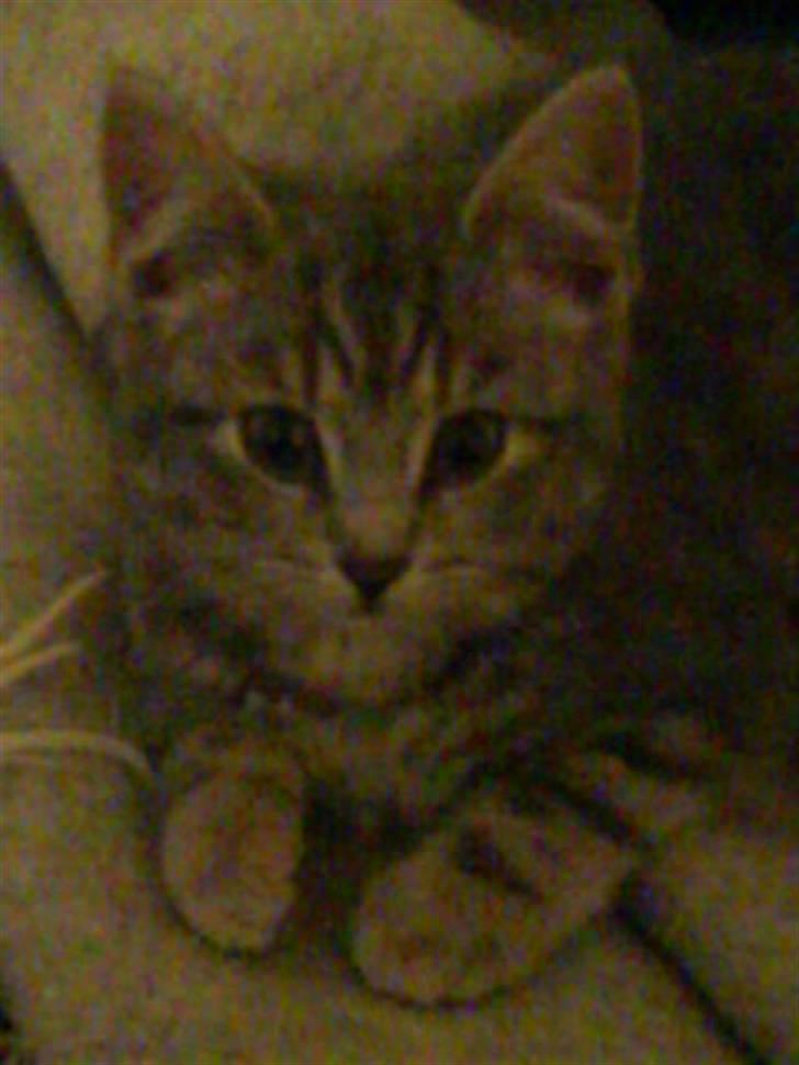 Huskat Trunte billede 6