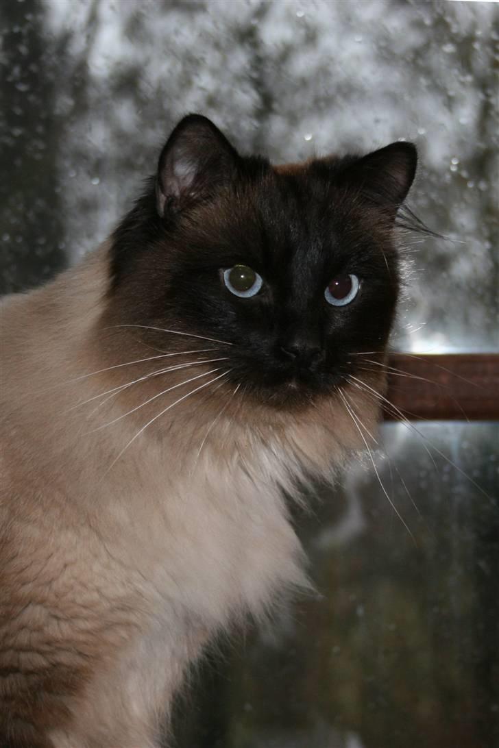 Ragdoll *Harlem billede 1