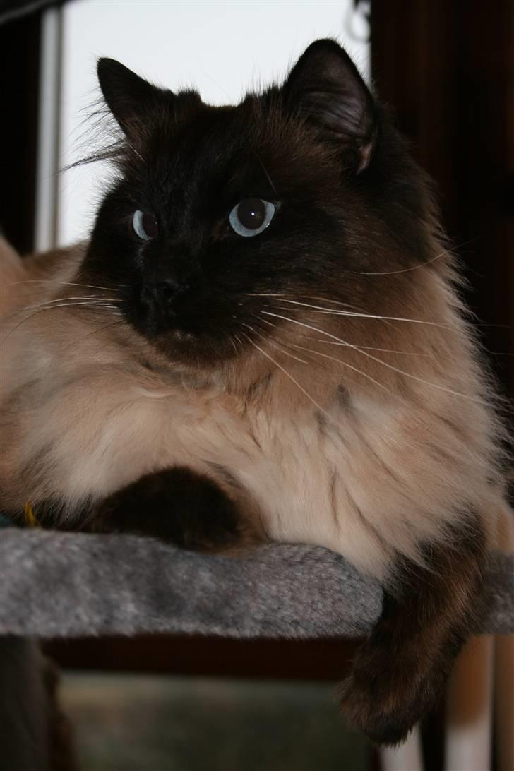 Ragdoll *Harlem billede 4