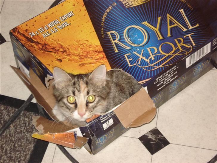 Norsk Skovkat Mille billede 11