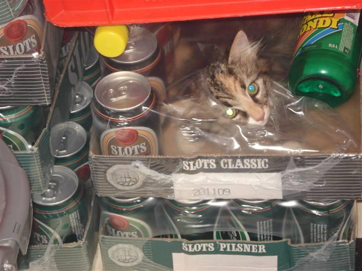 Norsk Skovkat Mille billede 12