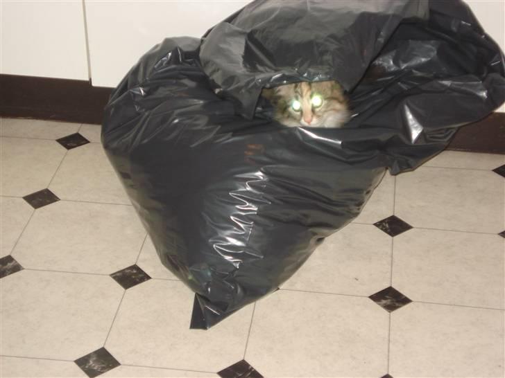 Norsk Skovkat Mille billede 13