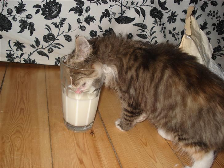 Norsk Skovkat Mille billede 14