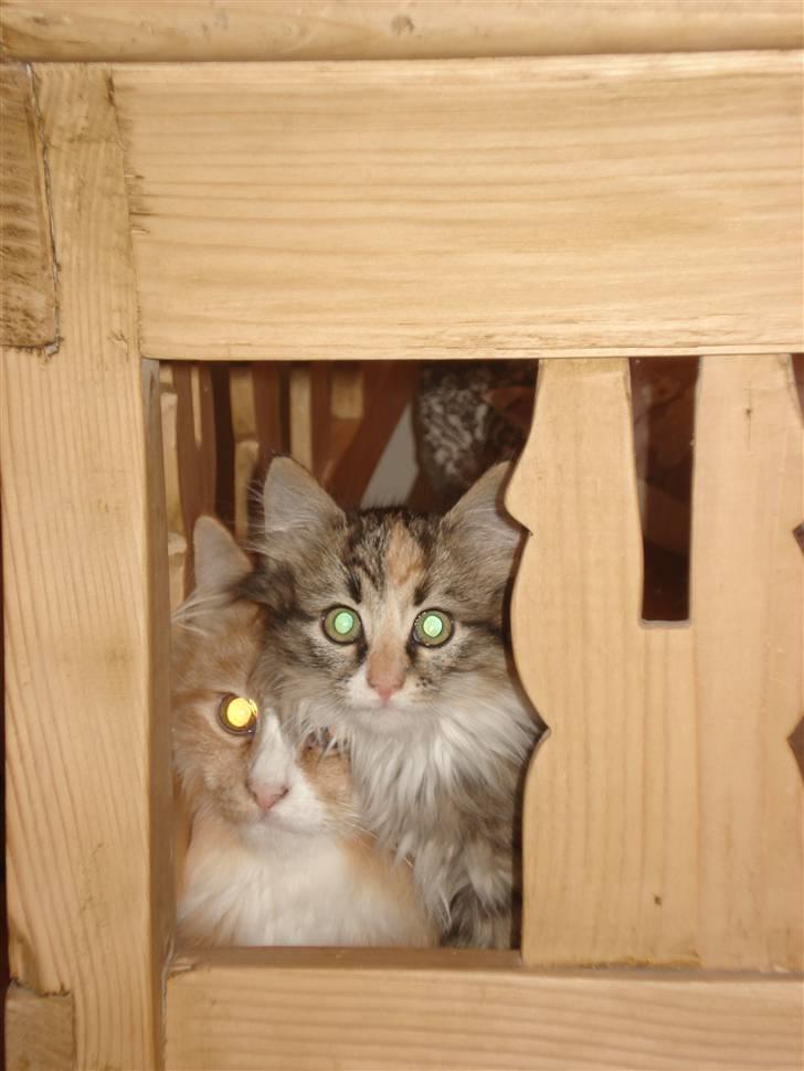 Norsk Skovkat Mille billede 15