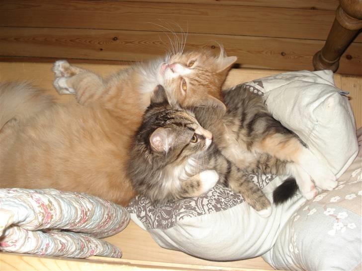 Norsk Skovkat Mille - Her ligger Mille med sin kæreste Speedy, som skal være far til hendes unger, når hun bliver gammel nok :-)) billede 16