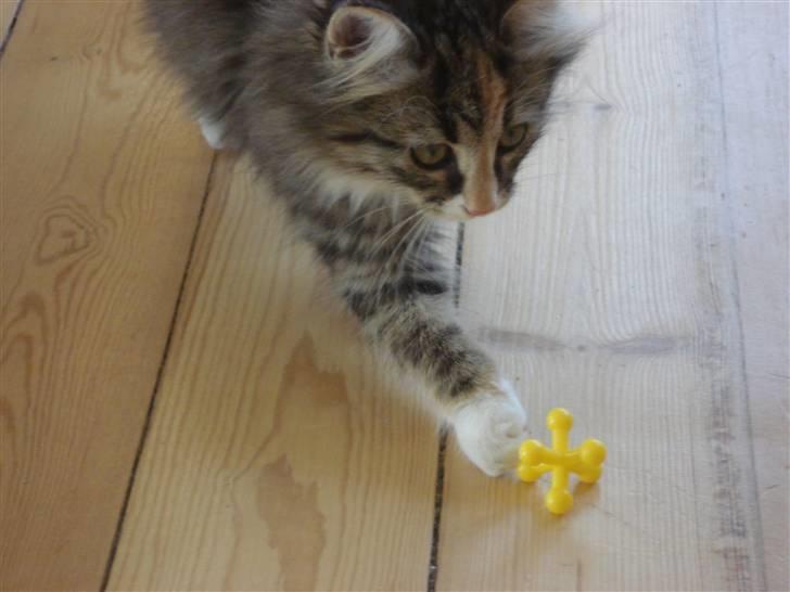 Norsk Skovkat Mille billede 17