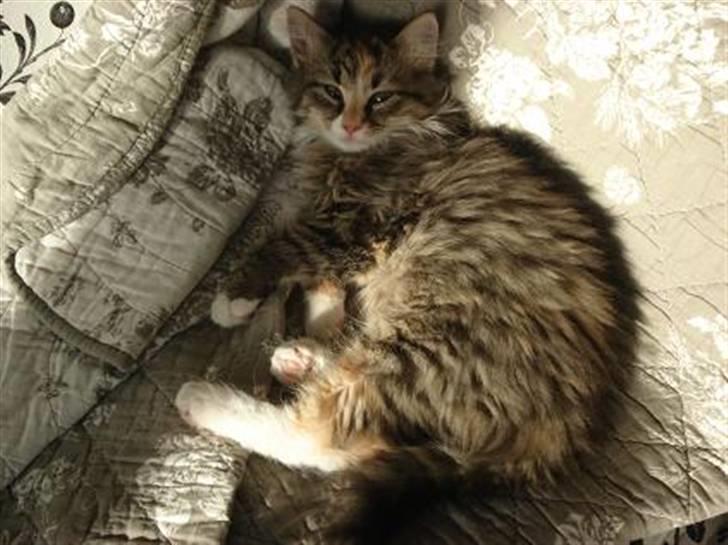 Norsk Skovkat Mille billede 18