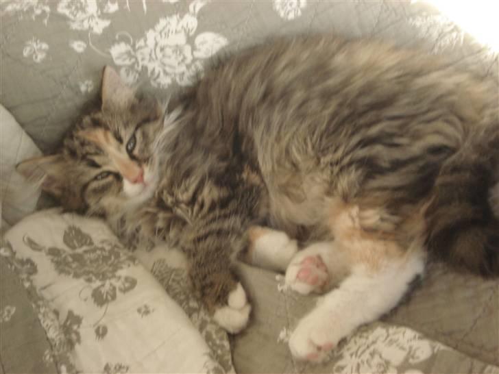 Norsk Skovkat Mille billede 19