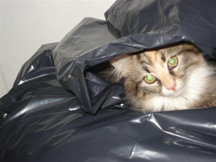 Norsk Skovkat Mille - Mille elsker at gemme sig i de sorte sække, når Mor sortere ud :-) billede 20