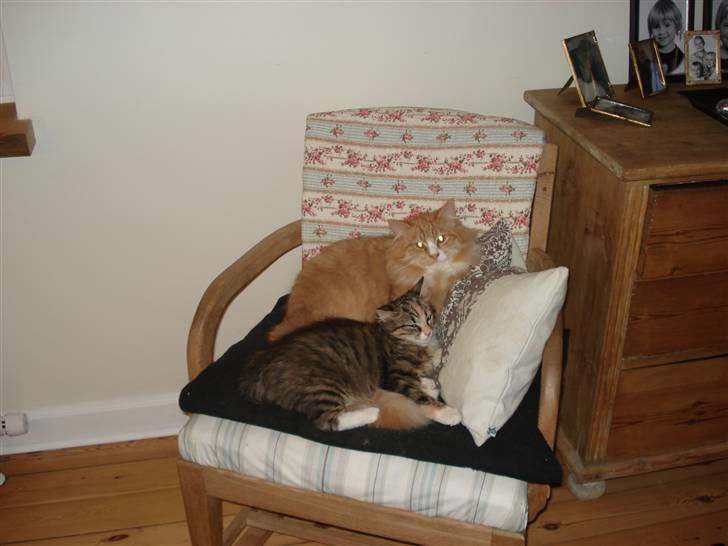 Norsk Skovkat Speedy - Ligger med sin kæreste :-) Vi håber de får killinger når Mille bliver stor nok :-) billede 6