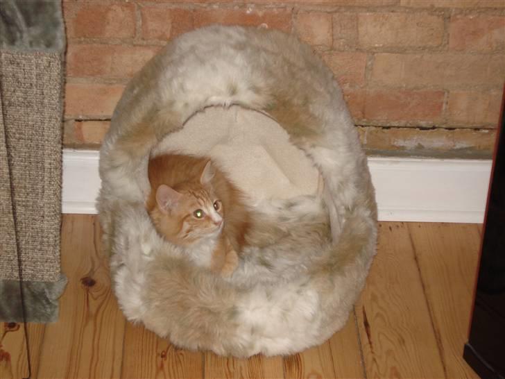 Norsk Skovkat Speedy - Der var han en lille kat :-) Nu kan han lige komme ned i kurven :-) -Her ligger han allerrede og ser TV :-) billede 7