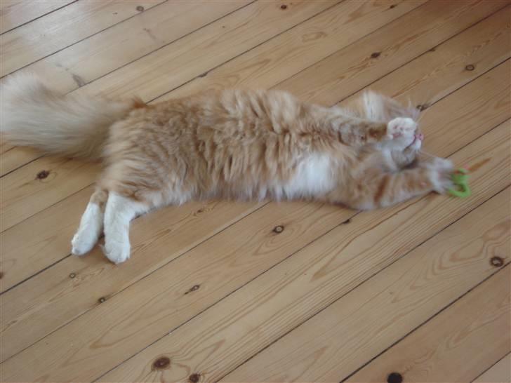 Norsk Skovkat Speedy billede 8