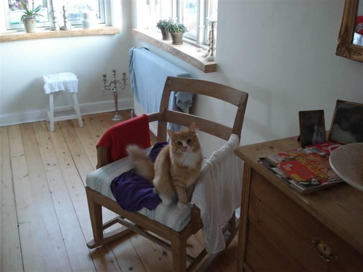 Norsk Skovkat Speedy billede 9