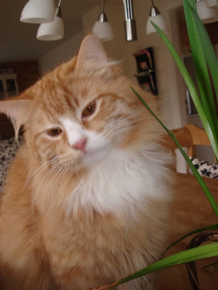 Norsk Skovkat Speedy billede 10