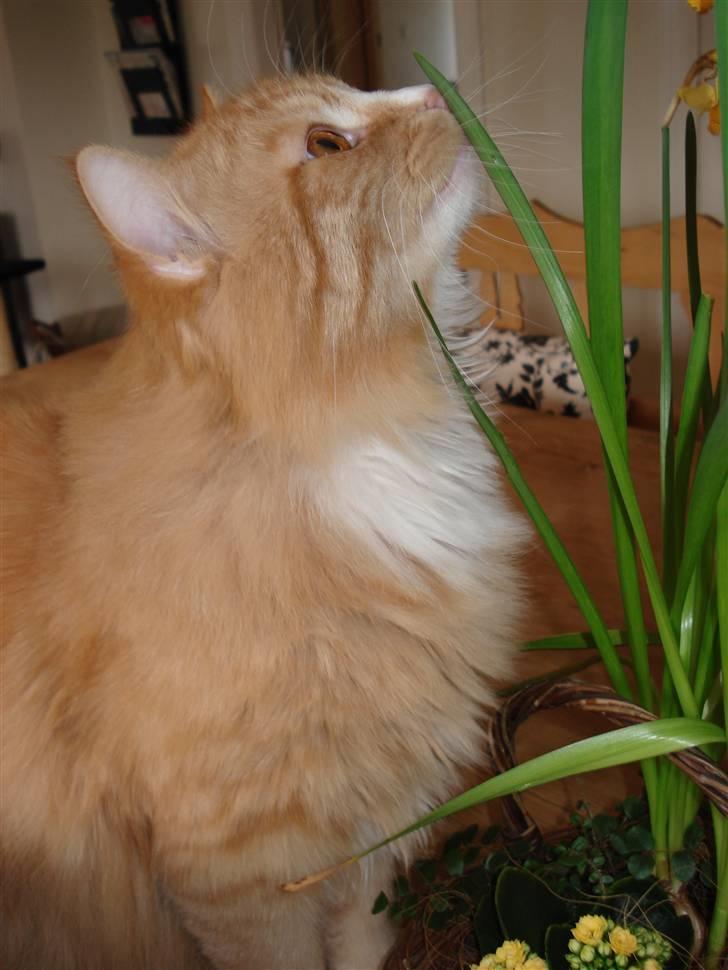 Norsk Skovkat Speedy billede 11