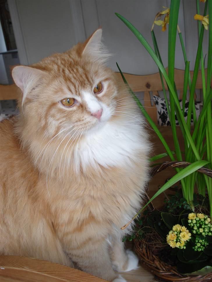 Norsk Skovkat Speedy billede 12