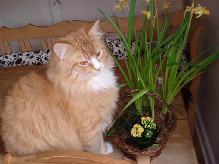 Norsk Skovkat Speedy billede 13