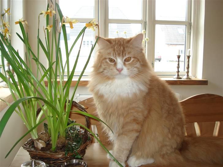 Norsk Skovkat Speedy billede 14