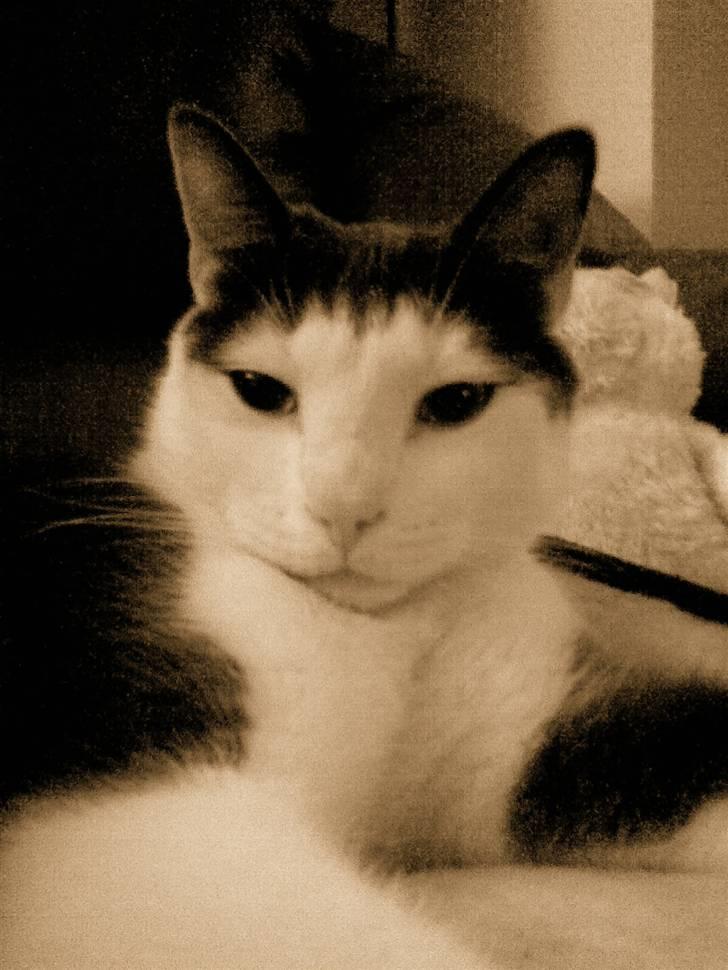 Huskat Hektor - Her er jeg, er jeg ikke dejlig.. billede 1