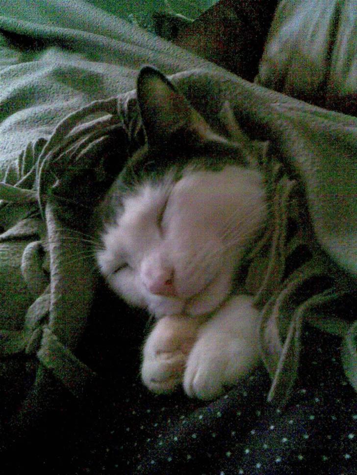 Huskat Hektor - Jeg ligger lige og putter under tæppet.. billede 2