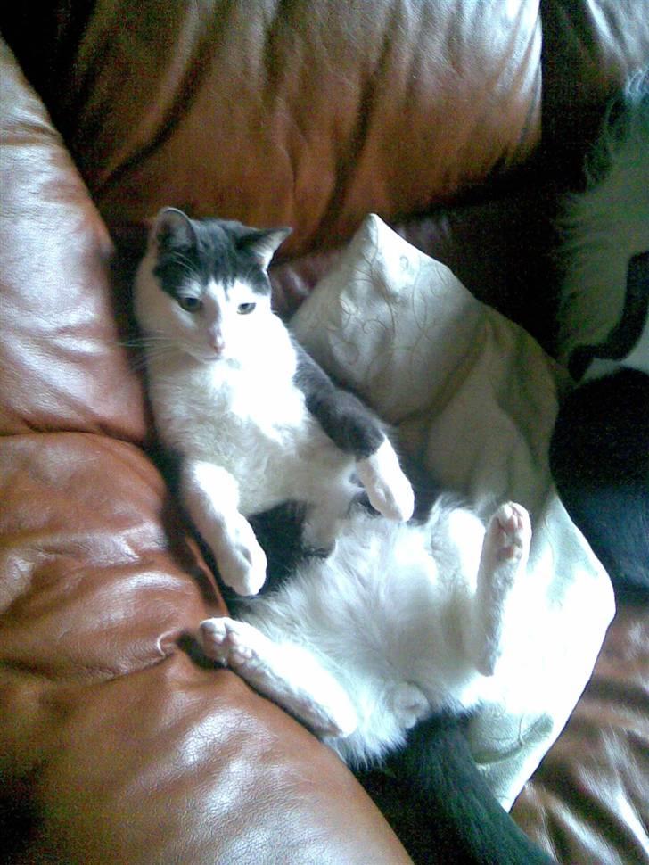 Huskat Hektor - Ikke forstyrre... jeg ser fjernsyn.. billede 3