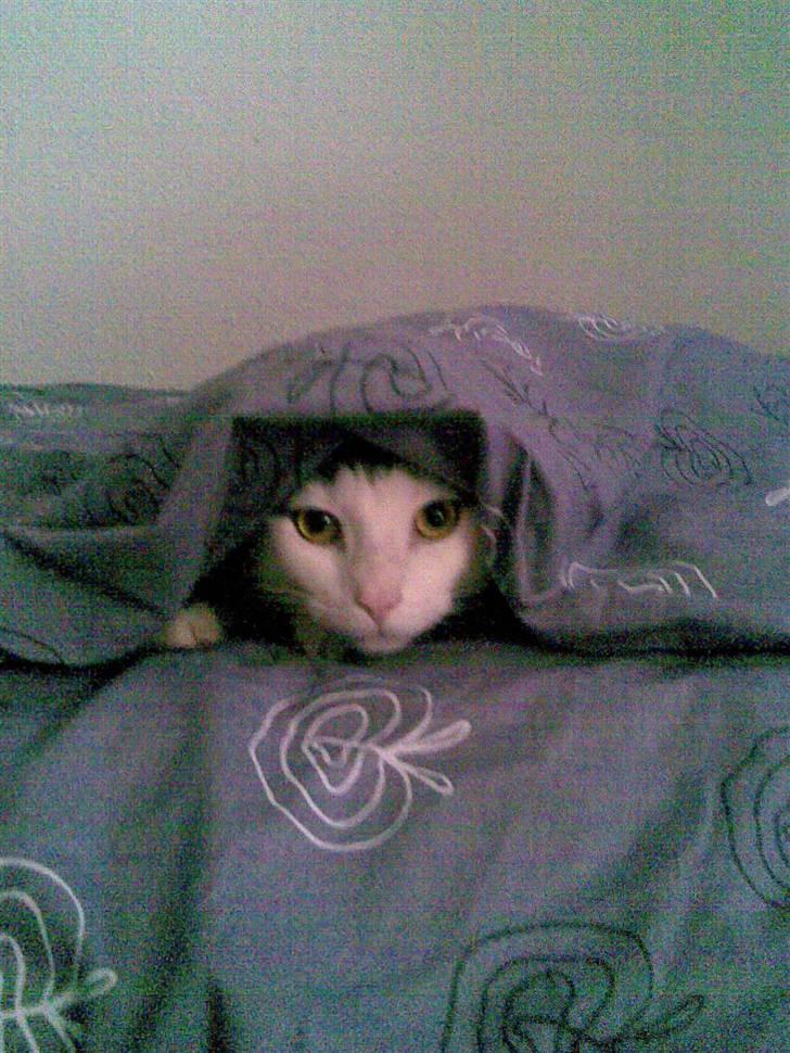 Huskat Hektor - Tit tit her er jeg.. billede 4