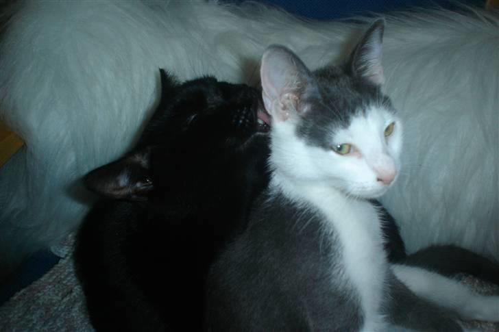 Huskat Hektor - Her er hektor som lille killing. Det er hans "søster" Cirkeline der vasker ham.. billede 5