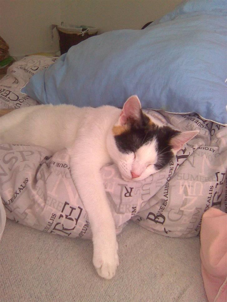 Huskat misser væk  billede 1