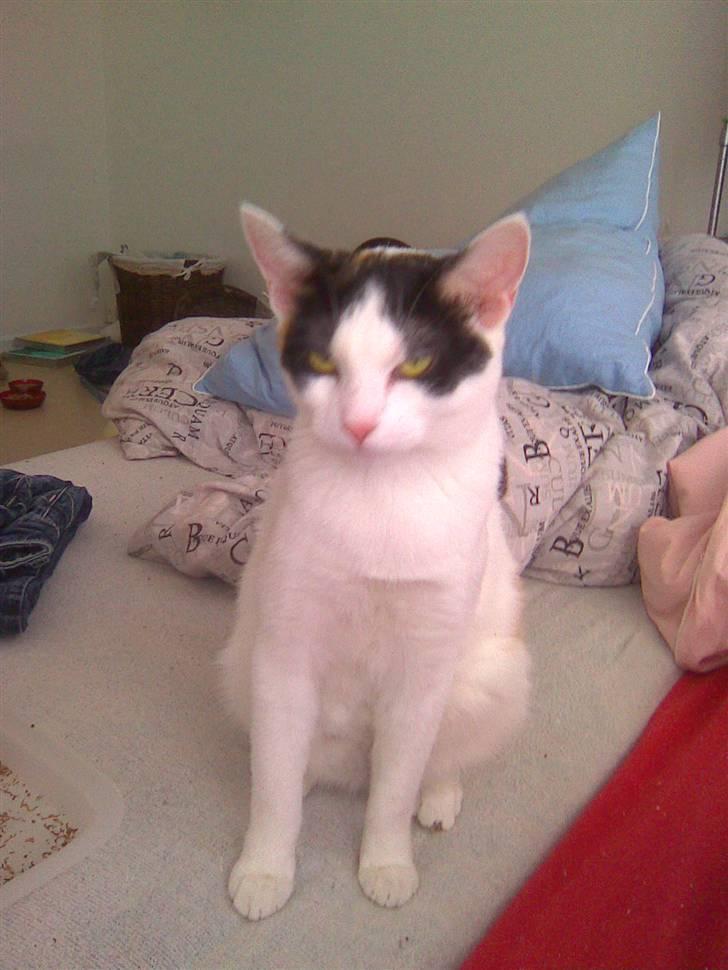 Huskat misser væk  billede 2