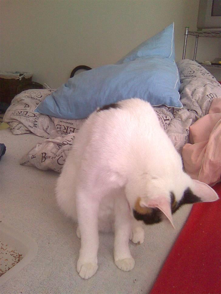 Huskat misser væk  billede 3