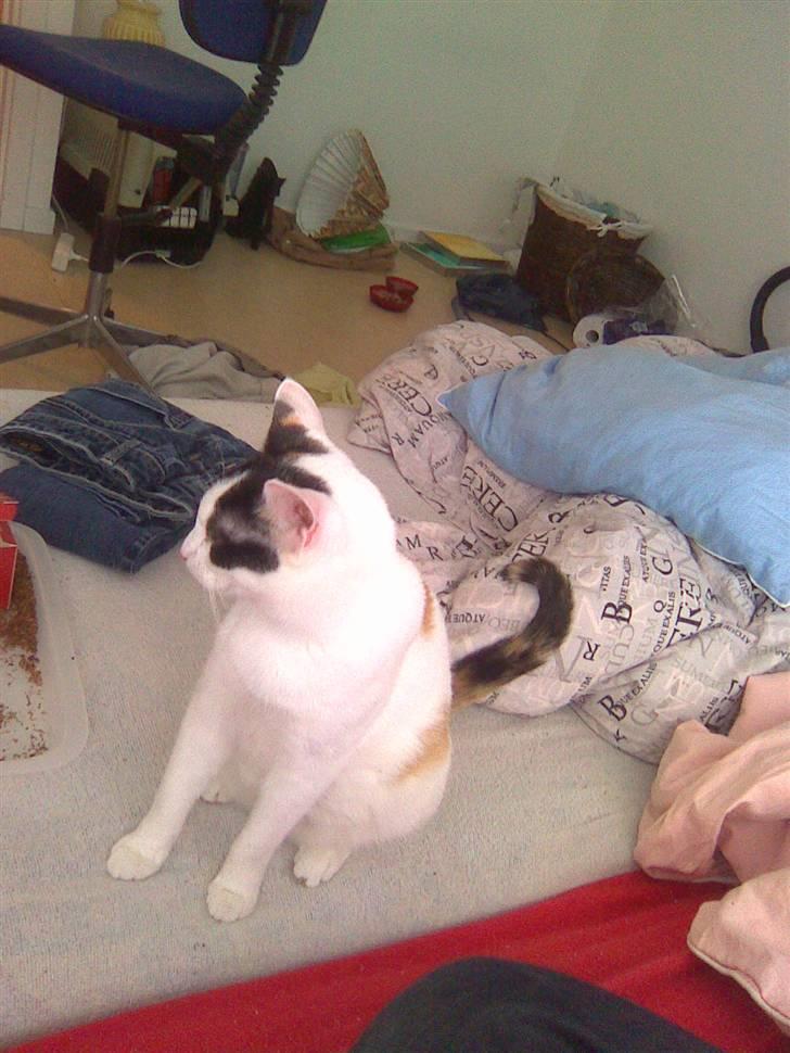 Huskat misser væk  billede 4