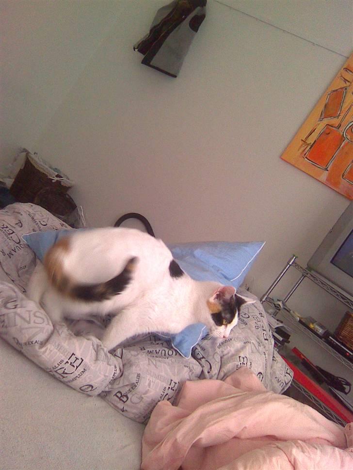 Huskat misser væk  billede 5